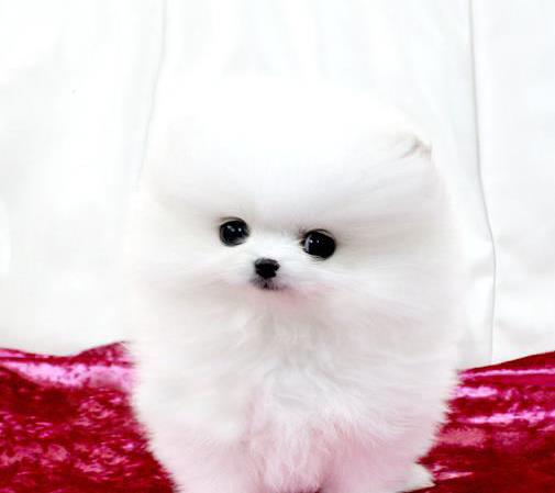 纯种博美犬出售宠物狗狗犬舍领养活体宠物狗市