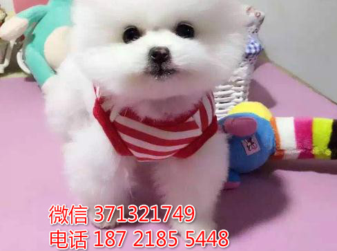 长沙宠物 博美犬出售纯种幼犬 长沙狗场在哪里