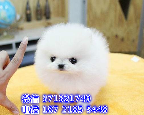 西宁犬舍 宠物狗狗出售博美犬狗狗 西宁犬舍在