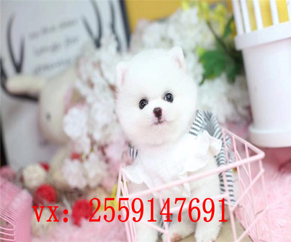 东莞哪里卖纯种博美 东莞博美犬舍 东莞健康博