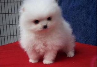 西双版纳买博美 西双版纳名犬网