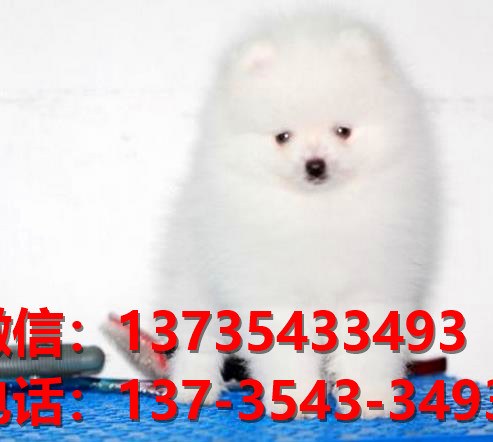 哈多利球型博美犬长沙宠物狗犬舍宠物狗市场在