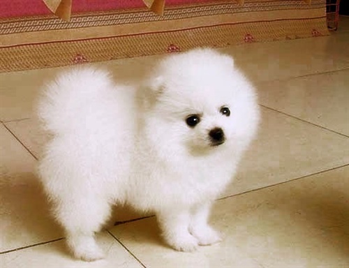 红河金平县买狗 金平县买博美请来狗场选购