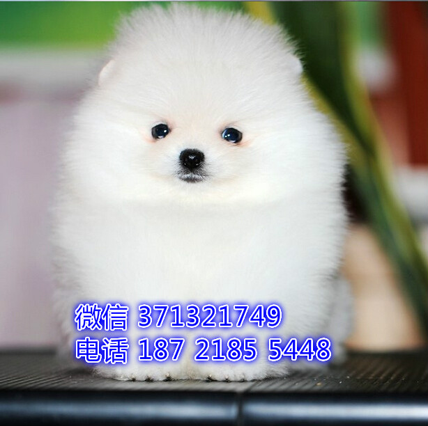 重庆宠物 博美犬纯种幼犬出售 重庆犬舍狗场