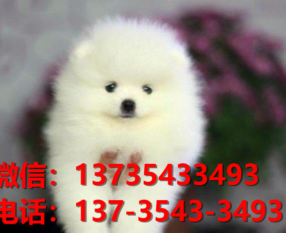 哈多利球型博美犬长沙宠物狗犬舍宠物狗市场在哪里卖狗哪里有狗买领养