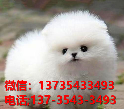 纯种博美犬领养深圳宠物狗狗市场在哪里买狗网上哪里有狗卖