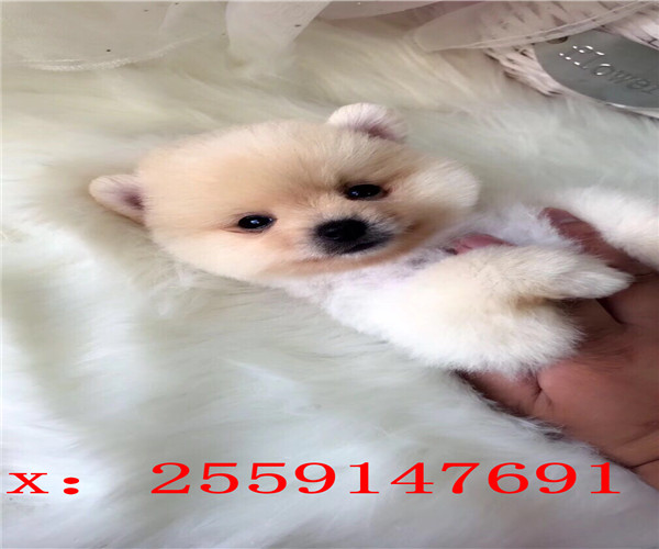 福州哪里卖博美犬 福州健康博美怎么卖 福州黄