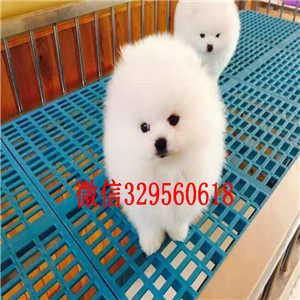  济南哪里有博美犬出售 纯种健康的博美犬哪里有多少钱