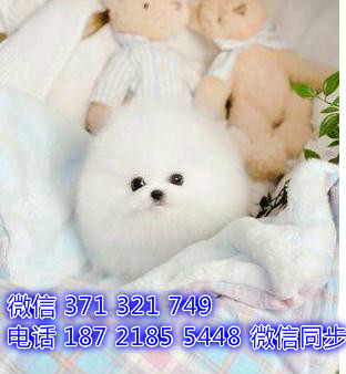 博美犬茶杯犬狗狗 长不大博美犬狗狗 狗场直销全国发货慈