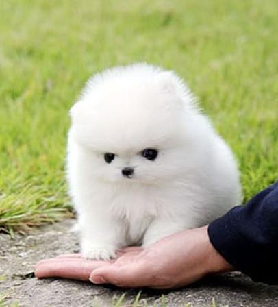 纯种博美犬领养深圳宠物狗狗市场在哪里买狗网