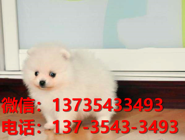 西安宠物狗狗犬舍出售纯种博美犬迷你袖珍犬小茶杯狗哪里有卖狗市在哪