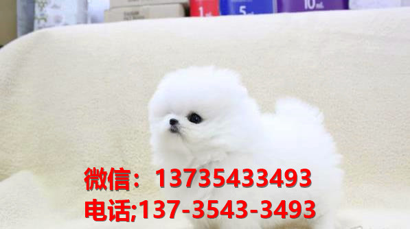 上海狗场出售纯种博美犬宠物狗市场领养买狗卖狗犬舍