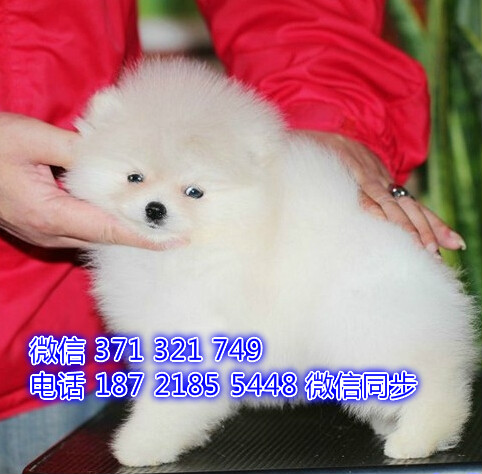 青岛宠物 博美犬幼犬出售 青岛狗场在哪里 特价宠物