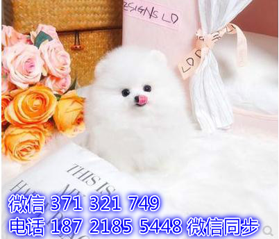 博美犬茶杯犬狗狗 长不大博美犬狗狗 狗场直销全国发货慈