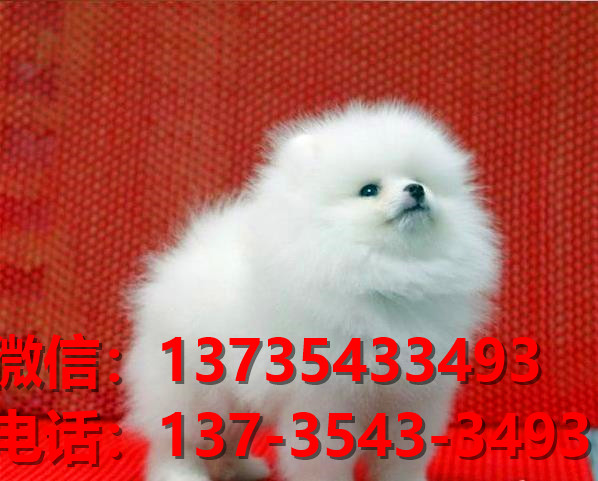 哈多利球型博美犬长沙宠物狗犬舍宠物狗市场在哪里卖狗哪里有狗买领养