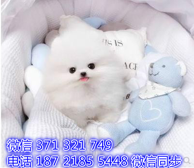 2全国发货 犬舍繁殖博美 出售纯种幼犬 包售后