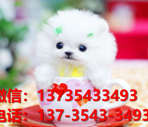 苏州宠物狗狗犬舍出售纯种博美犬迷你袖珍犬小