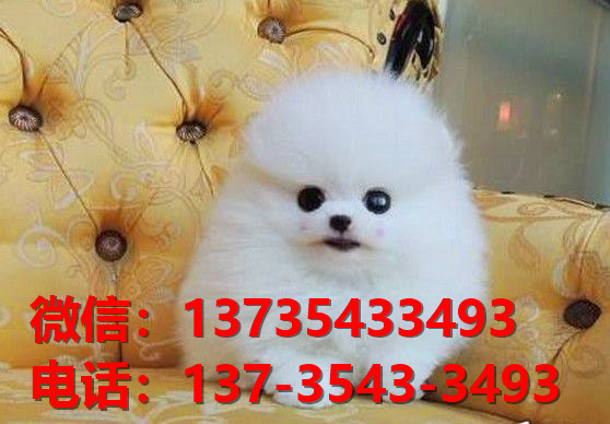 广州宠物狗狗犬舍出售纯种博美犬迷你袖珍犬小茶杯狗哪里有卖狗市在哪