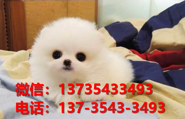 苏州宠物狗狗犬舍出售纯种博美犬迷你袖珍犬小茶杯狗哪里有卖狗市在哪