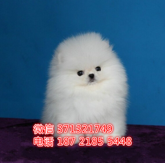 无锡狗狗 博美犬出售纯种幼犬 无锡犬舍全国发