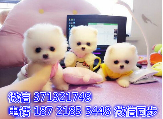 福州宠物狗狗 博美犬出售幼犬 福州犬舍 福州宠物店