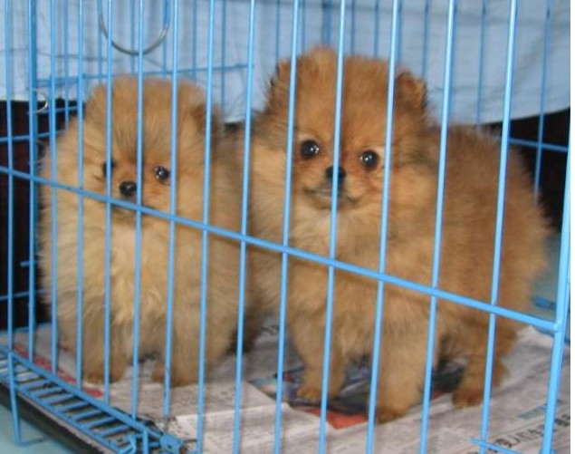 保山买博美 龙陵县买博美 狗场出售可爱博美犬