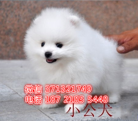 博美犬纯种幼犬出售，北京犬舍狗场全国发货