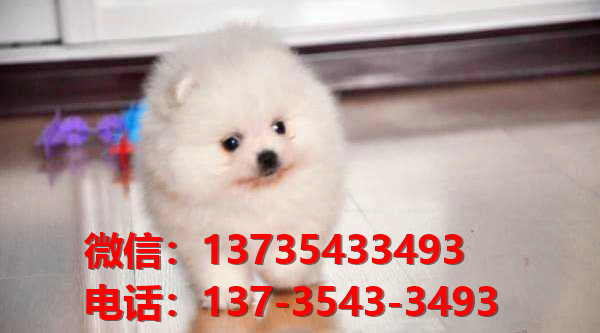 西安宠物狗狗犬舍出售纯种博美犬迷你袖珍犬小茶杯狗哪里有卖狗市在哪