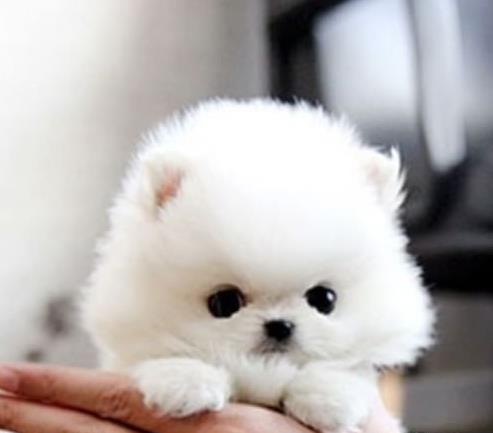 纯种博美犬出售 济南宠物狗犬舍哪里有狗市场