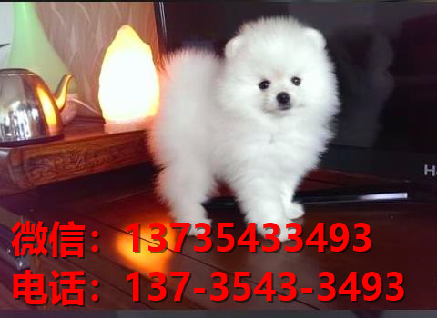 青岛宠物狗狗犬舍出售纯种博美犬迷你袖珍犬小茶杯狗哪里有卖狗市在哪