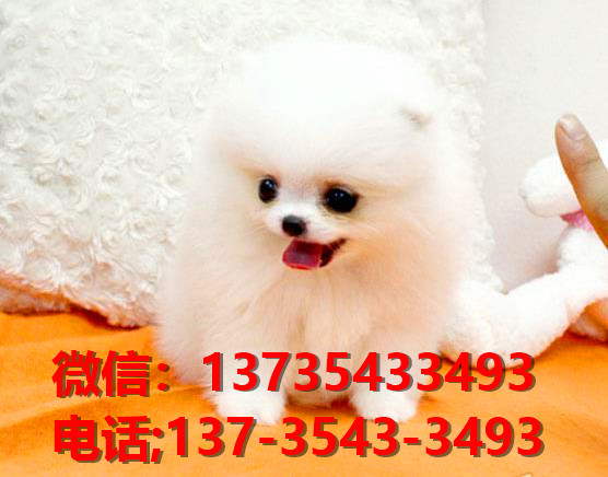 纯种博美犬领养深圳宠物狗狗市场在哪里买狗网上哪里有狗卖