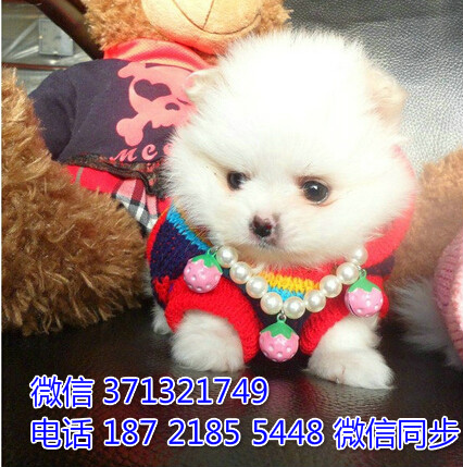 广州狗狗 出售博美犬幼犬 广州特价宠物狗狗