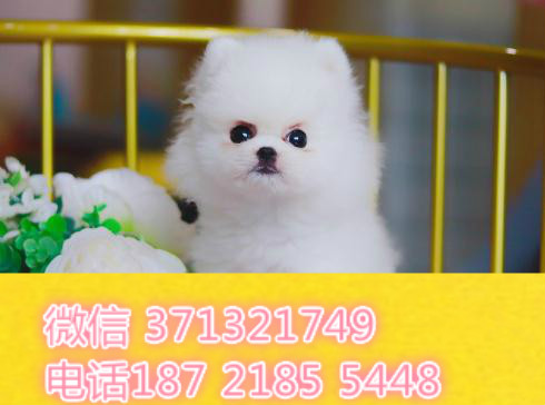 哈尔滨狗狗 哈士奇犬出售纯种幼犬 哈尔滨犬舍