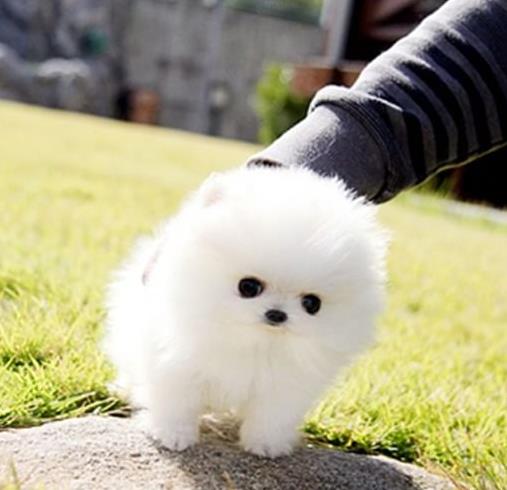 厦门宠物狗狗犬舍出售纯种博美犬活体宠物狗市