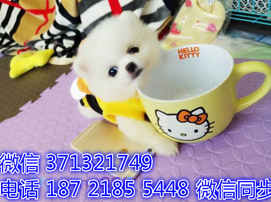 福州宠物狗狗 博美犬出售幼犬 福州犬舍 福州宠物店