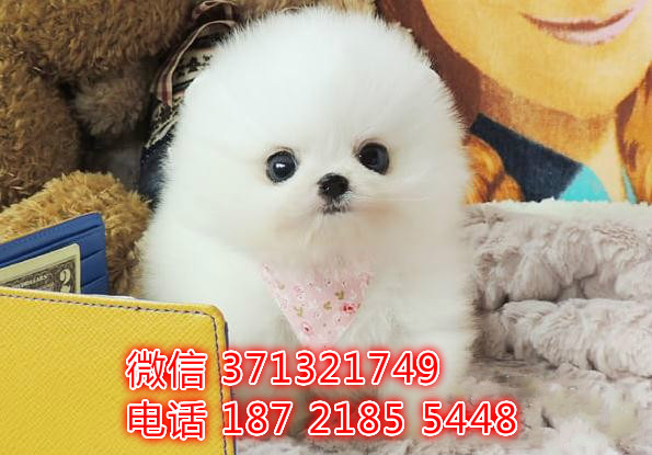 哈尔滨宠物 博美犬出售纯种幼犬 哈尔滨狗场在哪里