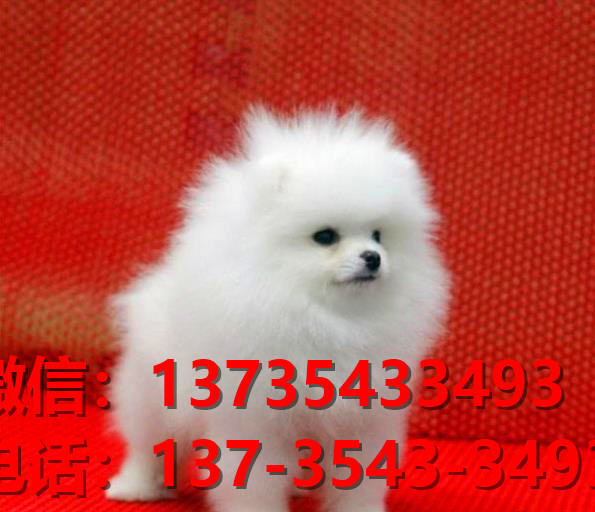 重庆宠物狗狗犬舍出售纯种博美犬迷你袖珍犬小