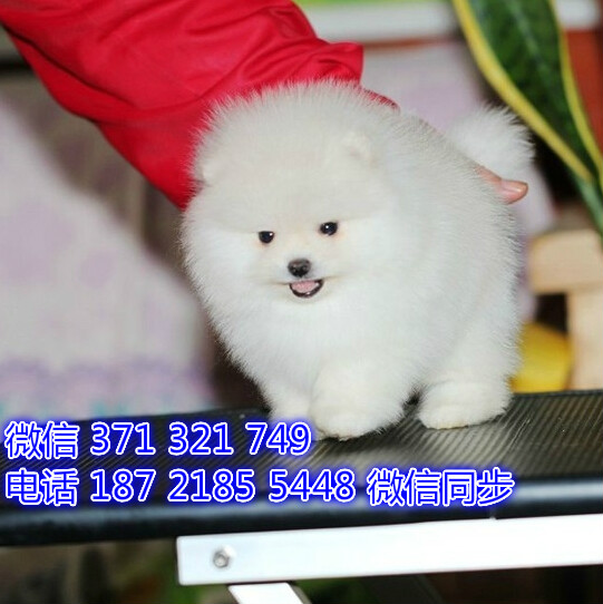 青岛宠物 博美犬幼犬出售 青岛狗场在哪里 特价宠物