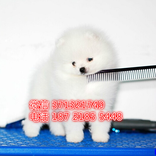 武汉宠物 博美犬纯种幼犬 武汉本地繁殖 武汉