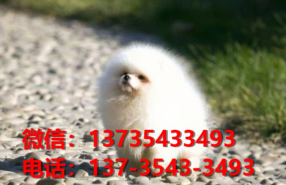 青岛宠物狗狗犬舍出售纯种博美犬迷你袖珍犬小茶杯狗哪里有卖狗市在哪