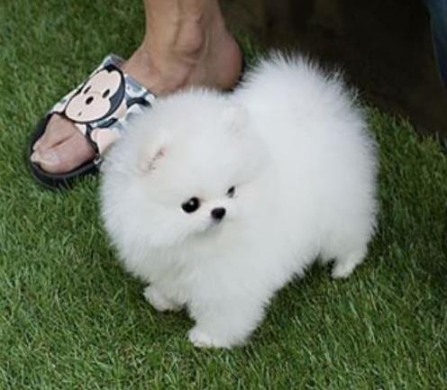 无锡狗场出售纯种博美犬幼犬 健康的宠物狗市