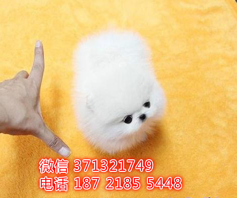 西宁犬舍 宠物狗狗出售博美犬狗狗 西宁犬舍在哪里