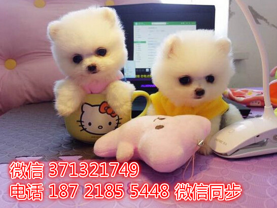 南昌宠物狗狗 博美犬出售 南昌犬舍 南昌宠物