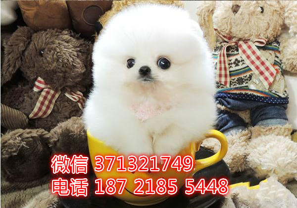 哈尔滨宠物 博美犬出售纯种幼犬 哈尔滨狗场在