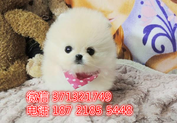 哈尔滨宠物 博美犬出售纯种幼犬 哈尔滨狗场在哪里