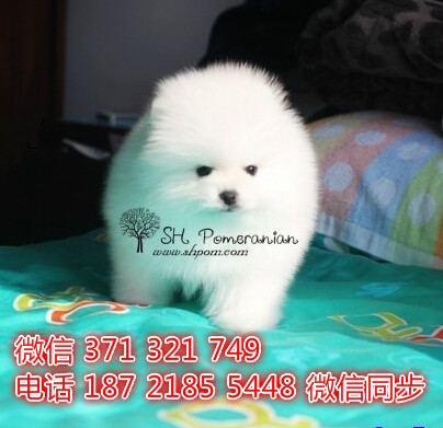 济南宠物 博美犬出售纯种 济南犬舍 济南特价宠物