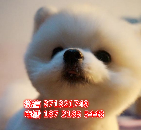 青岛狗狗 博美出售纯种 青岛犬舍 全国发货