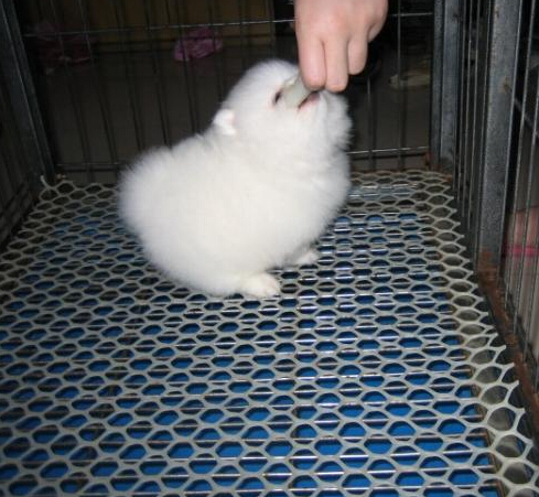 楚雄大姚本地狗场常年卖博美犬包纯种健康