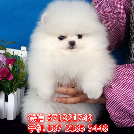 广州狗狗 出售袖珍博美犬幼犬 广州特价宠物狗