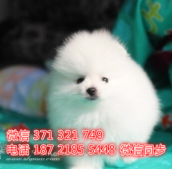 济南宠物 博美犬出售纯种 济南犬舍 济南特价宠物